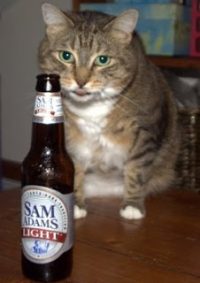 Chaser the fat cat licking her chops while she looks at a bottle of Sam Adams Light Beer.