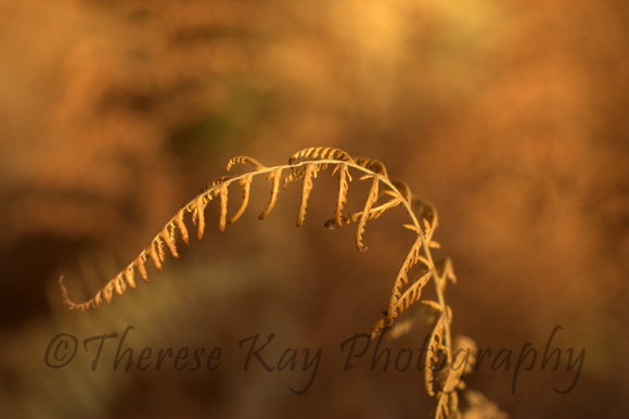 photograph of dried fern in late fall