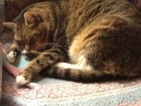 Napping cat