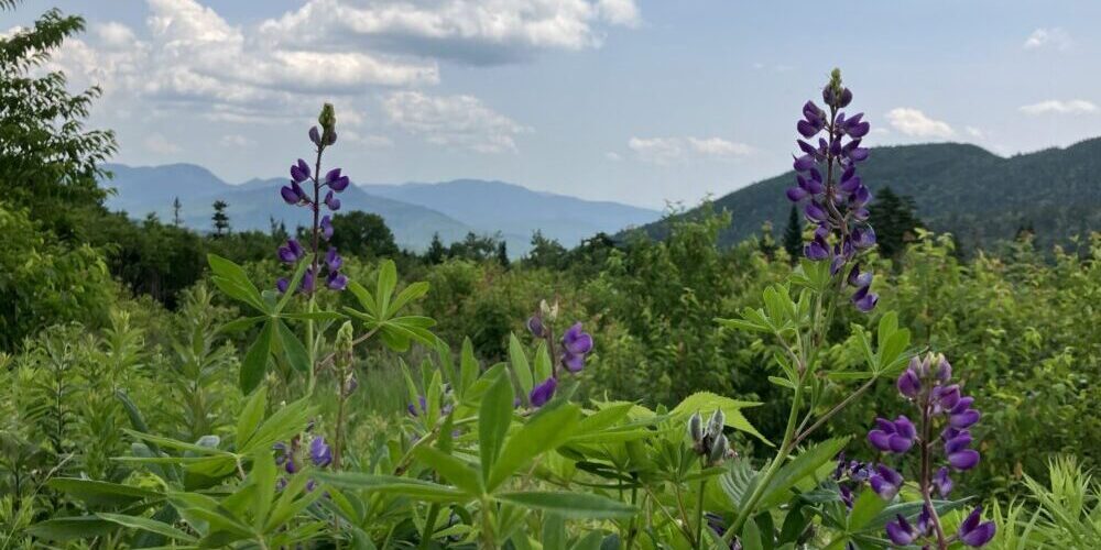 Purple flowers in the foreground of the White Mountains of New Hampshire